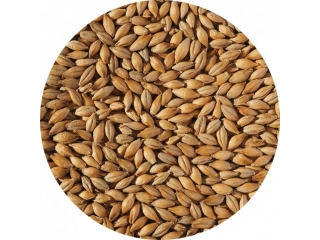 Crisp Extra Pale Maris Otter Malt ( extra světlý ) slad